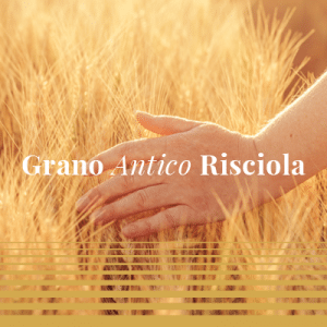 Grano antico Risciola Molino Vigevano
